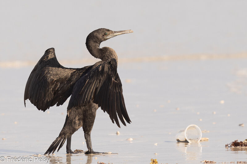 Cormoran de Socotra