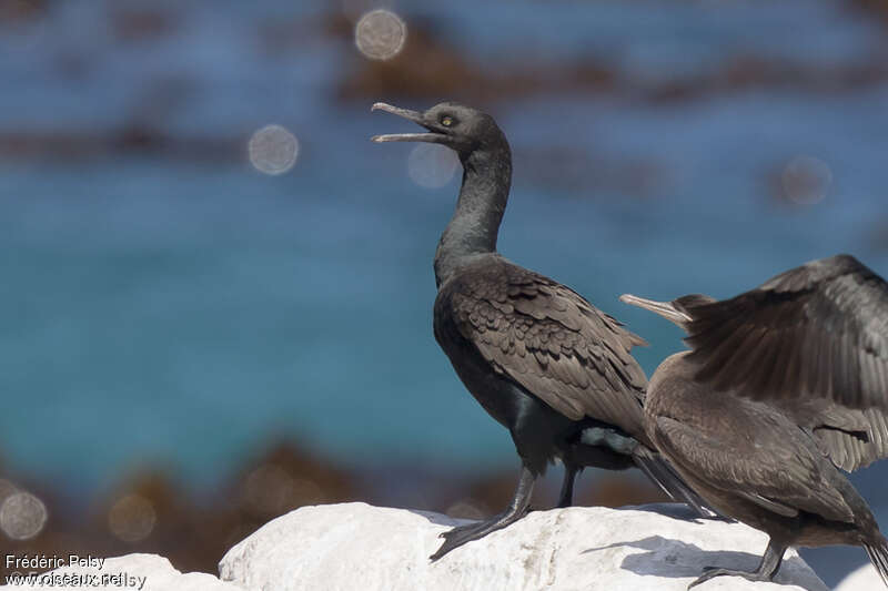 Cormoran des bancsadulte