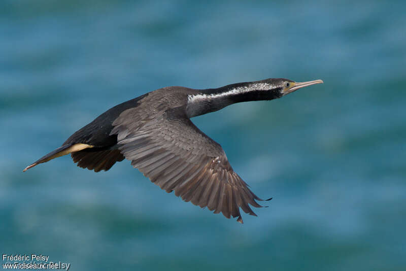 Spotted Shagadult, Flight