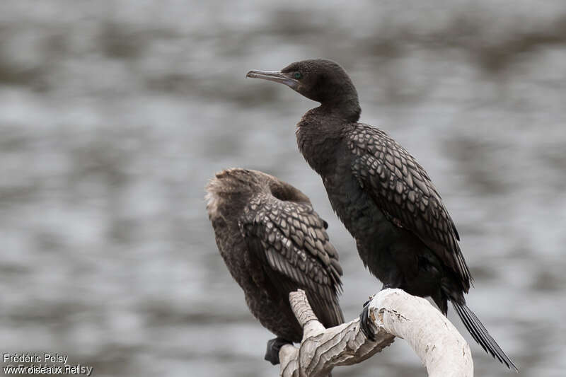 Little Black Cormorantimmature, identification