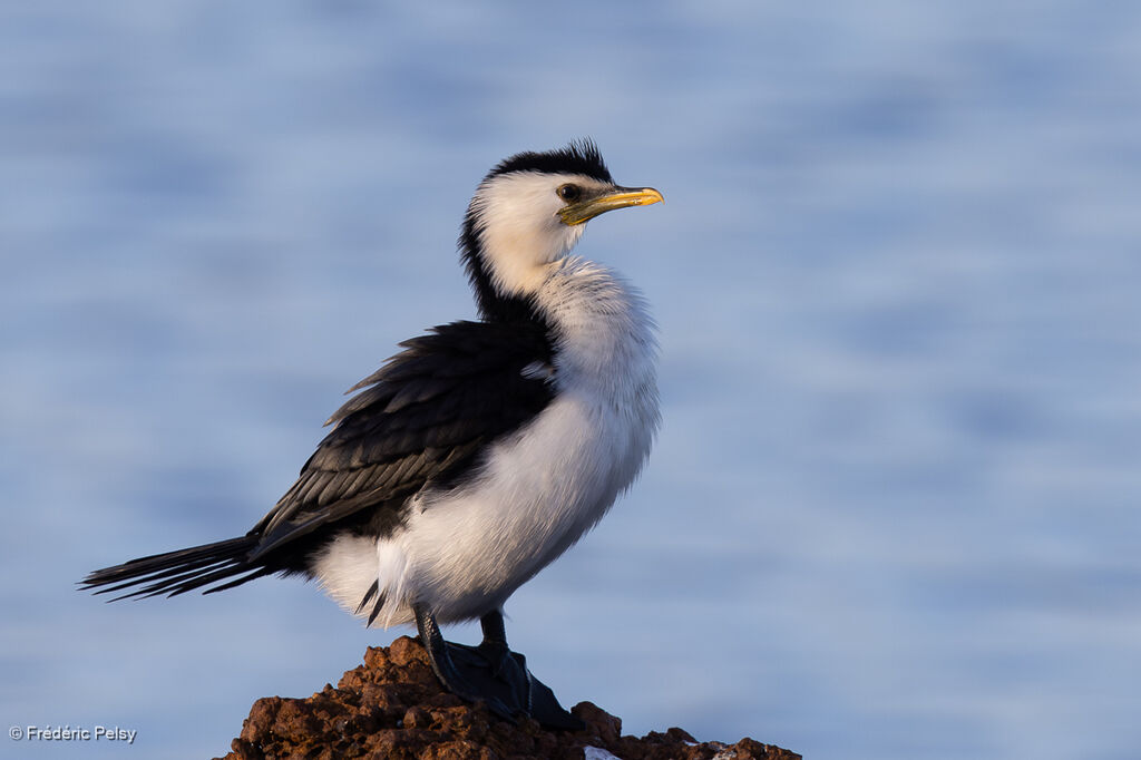 Little Pied Cormorant