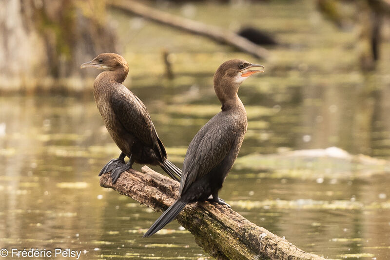 Pygmy Cormorantimmature