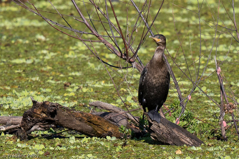 Cormoran vigua