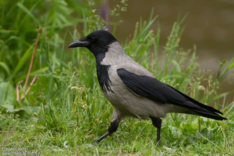 Hooded Crowadult, identification