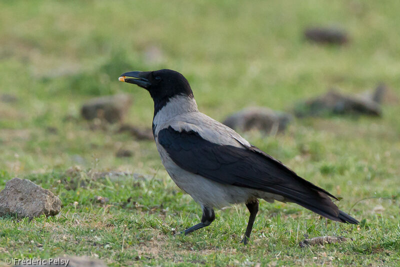 Hooded Crow