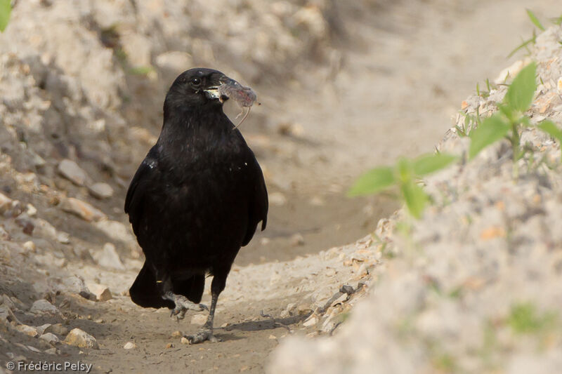 Corneille noire, mange