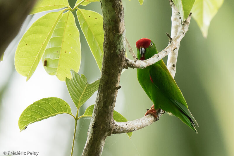 Great Hanging Parrot male adult