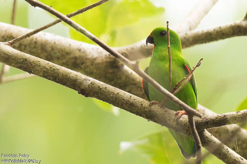 Great Hanging Parrot female adult, identification