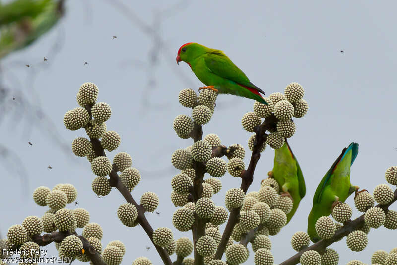 Philippine Hanging Parrotadult