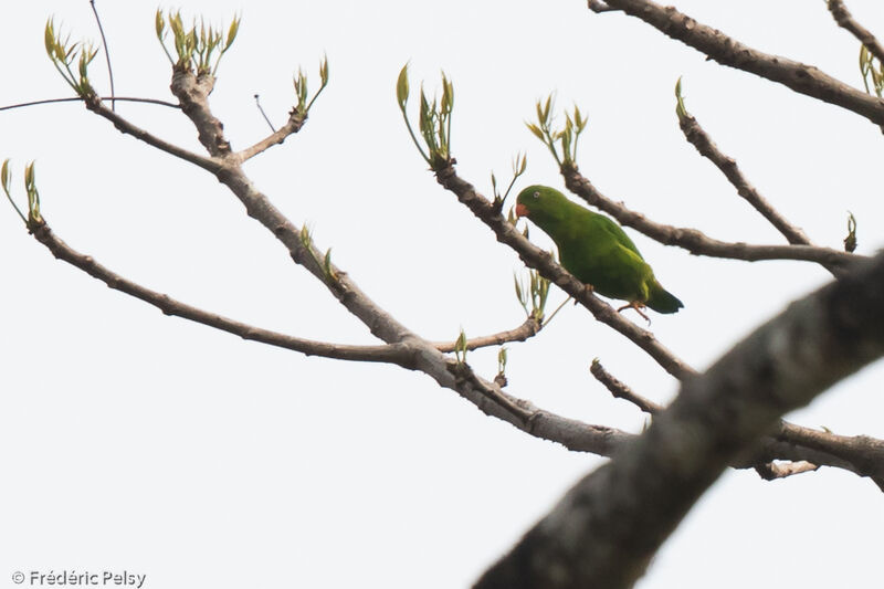 Vernal Hanging Parrot