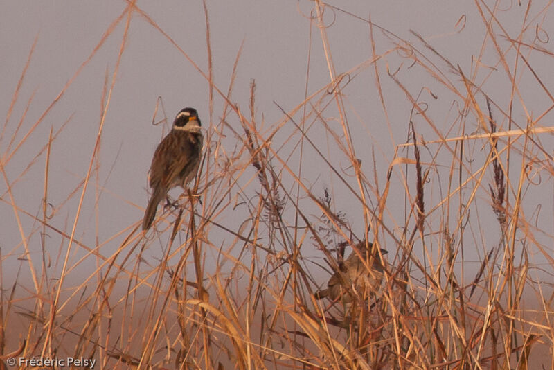 Black-masked Finch