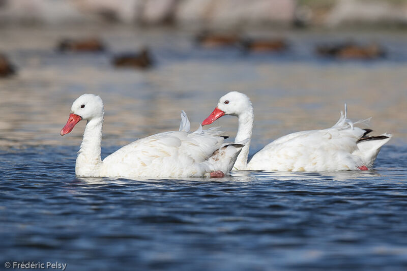 Coscoroba Swan