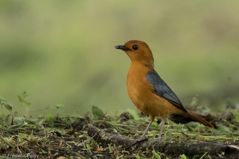 Red-capped Robin-Chatadult