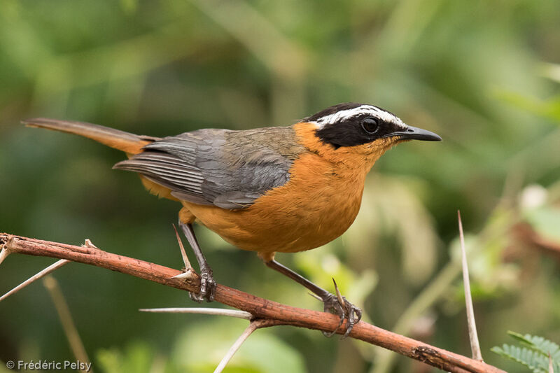 White-browed Robin-Chat