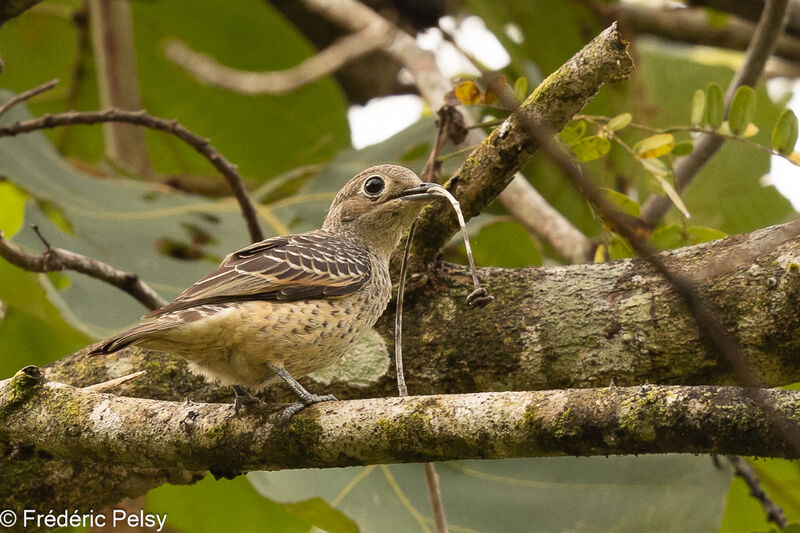 Blue Cotinga female, Reproduction-nesting