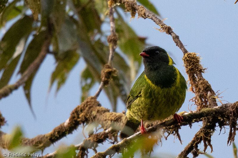 Green-and-black Fruiteater