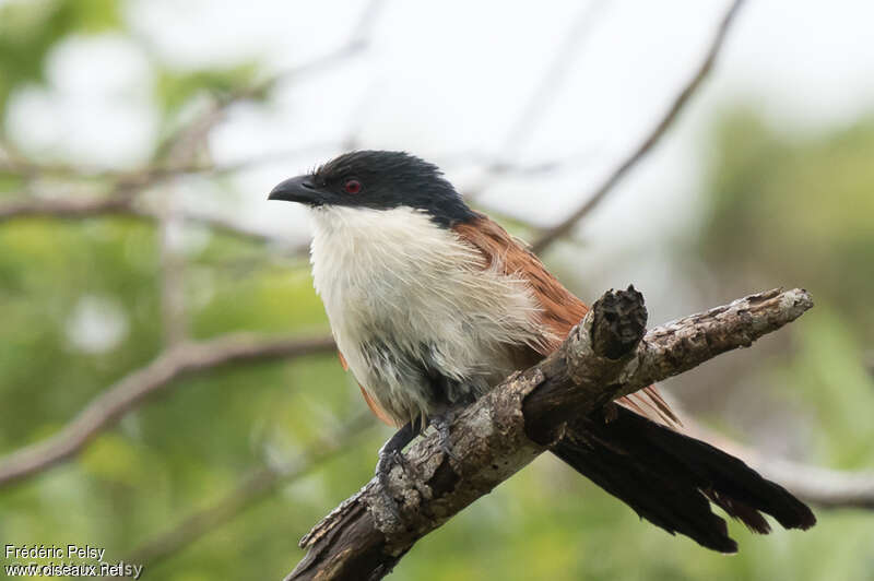 Burchell's Coucaladult, identification