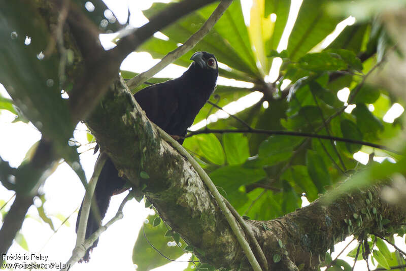 Violaceous Coucaladult, identification