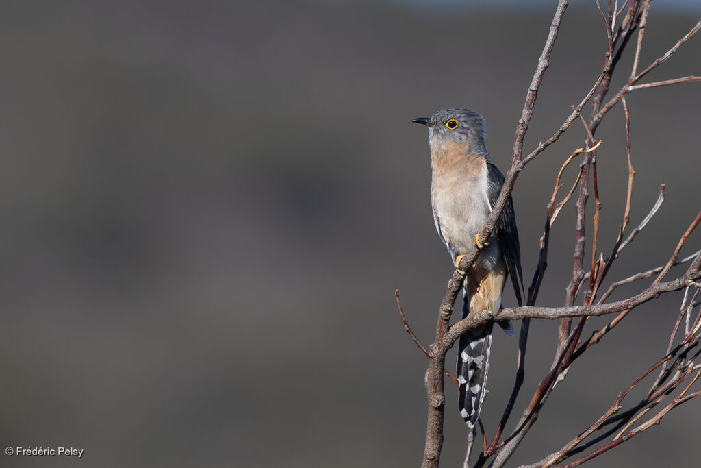 Fan-tailed Cuckoo
