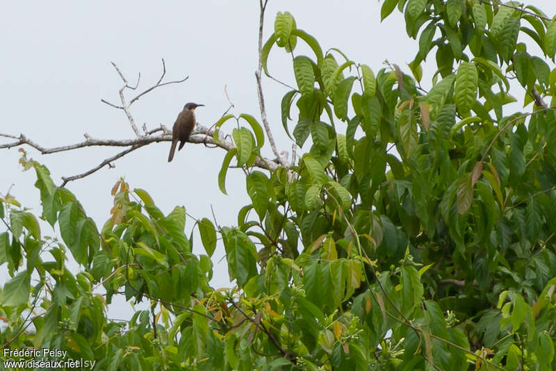 Long-billed Cuckooadult