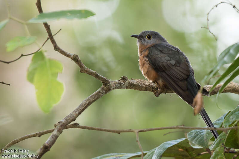 Coucou à ventre rouxadulte, identification