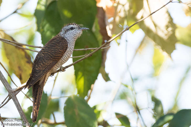 Banded Bay Cuckooadult, identification