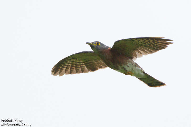 Philippine Hawk-Cuckooadult