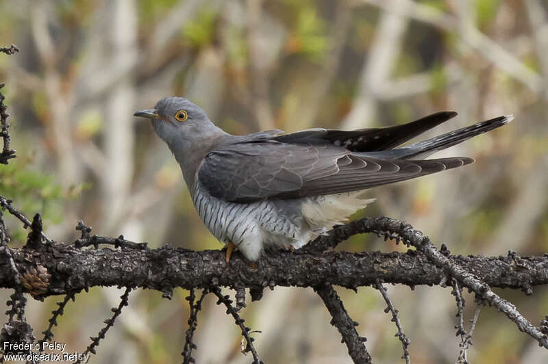 Coucou gris mâle adulte, identification