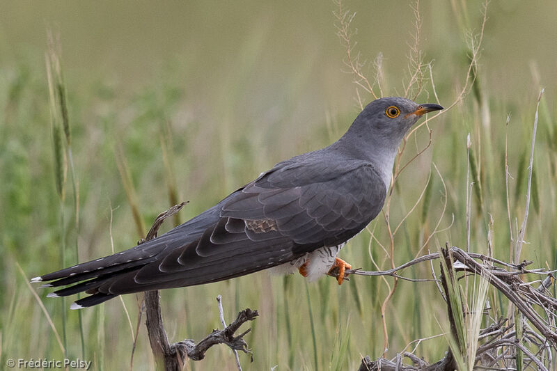 Common Cuckooimmature