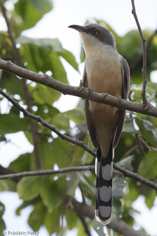 Mangrove Cuckooadult