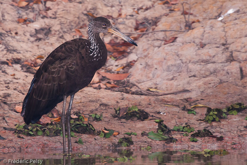 Limpkin