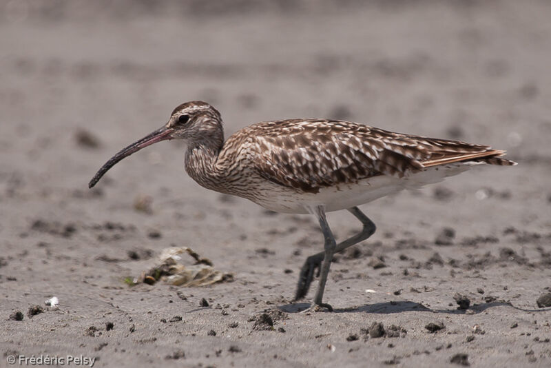 Eurasian Whimbrel