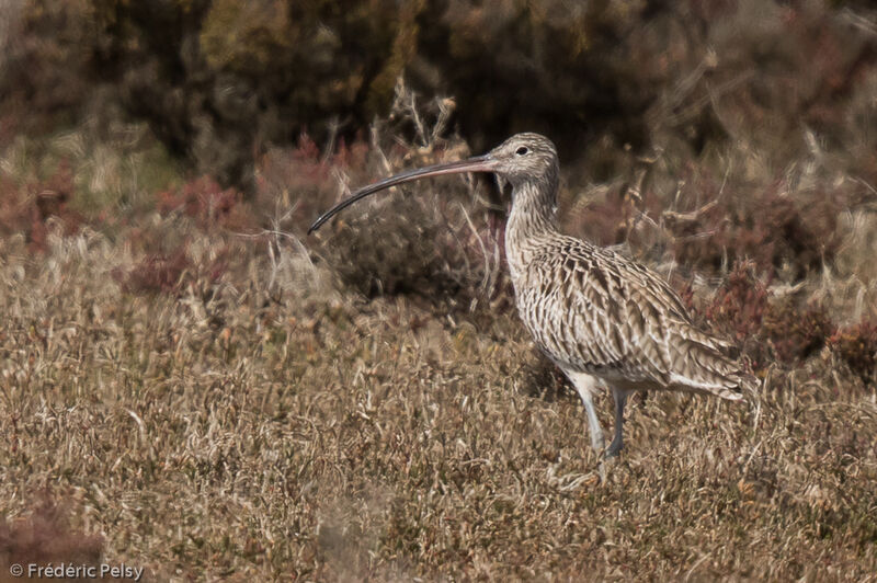 Far Eastern Curlew