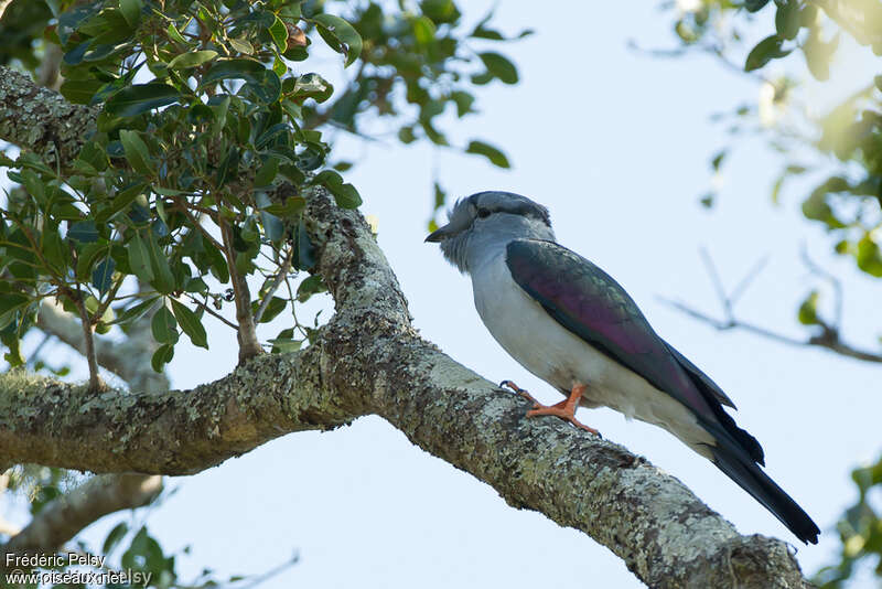 Courol vouroudriou mâle adulte, identification