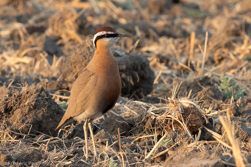 Indian Courser