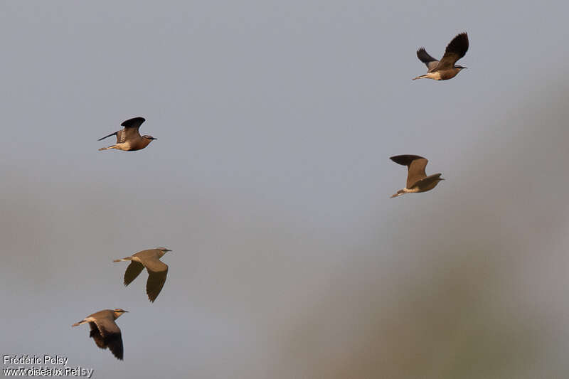 Indian Courseradult, Flight