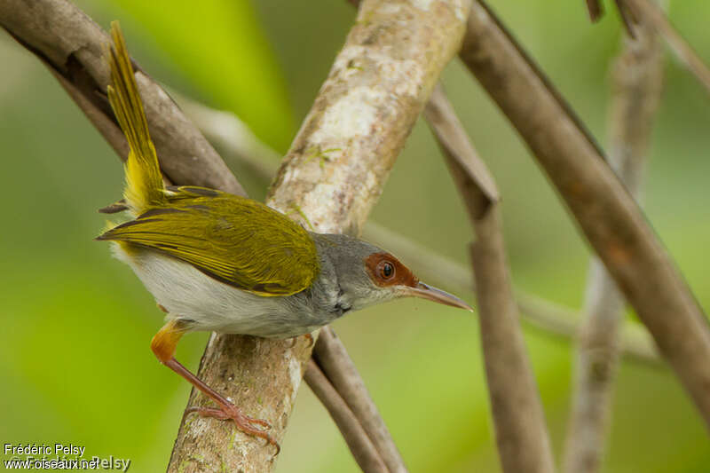 Rufous-fronted Tailorbirdadult