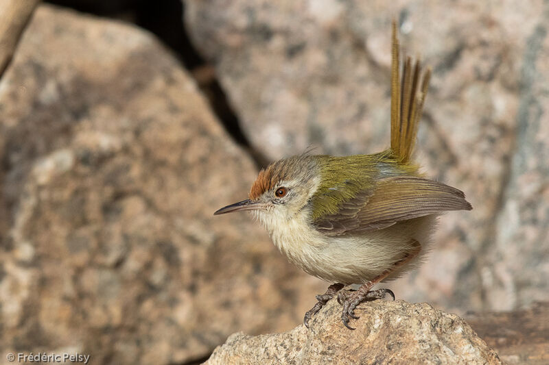 Common Tailorbird