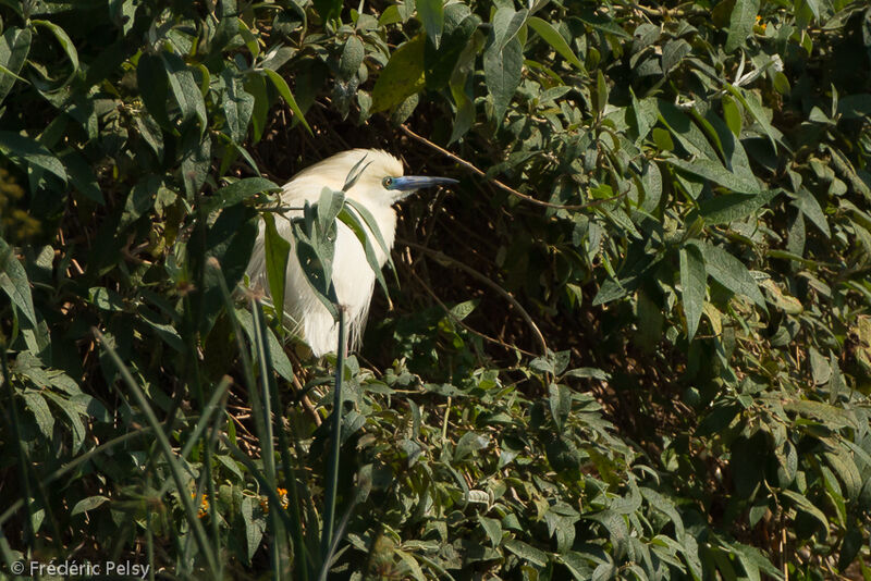 Malagasy Pond Heronadult