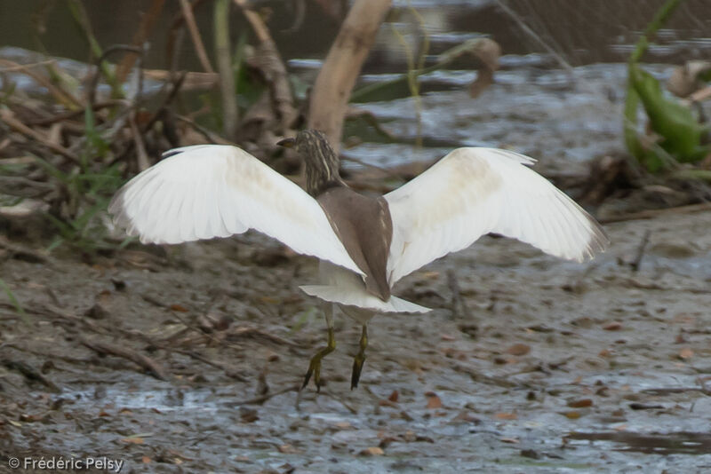 Chinese Pond Heronpost breeding, Flight