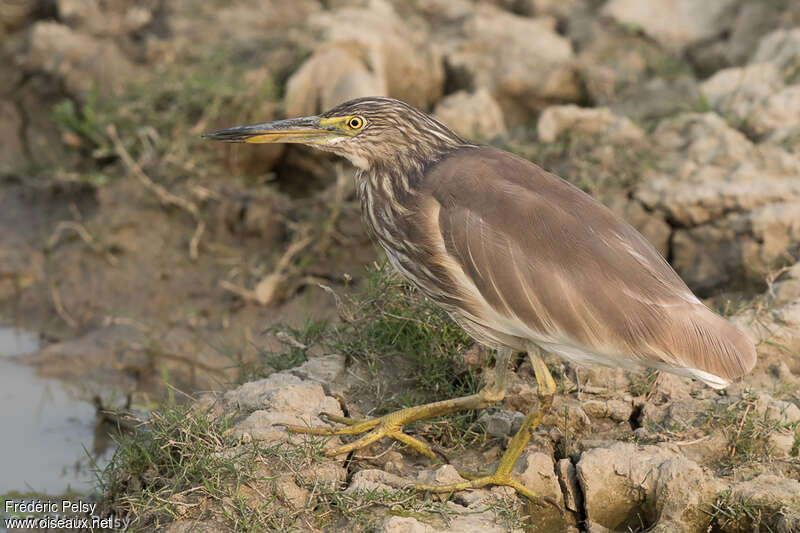 Indian Pond Heronadult post breeding, identification