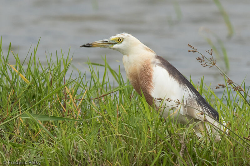 Javan Pond Heron