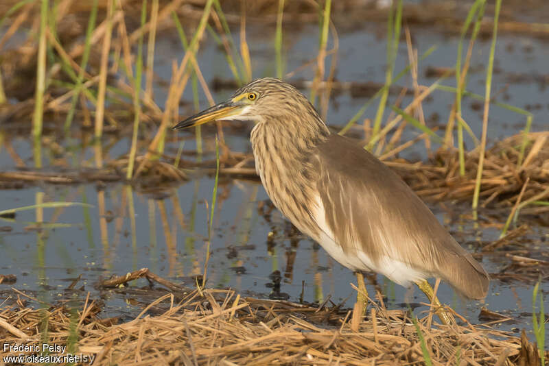 Crabier malaisadulte internuptial, identification