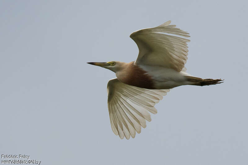 Javan Pond Heronadult breeding, Flight