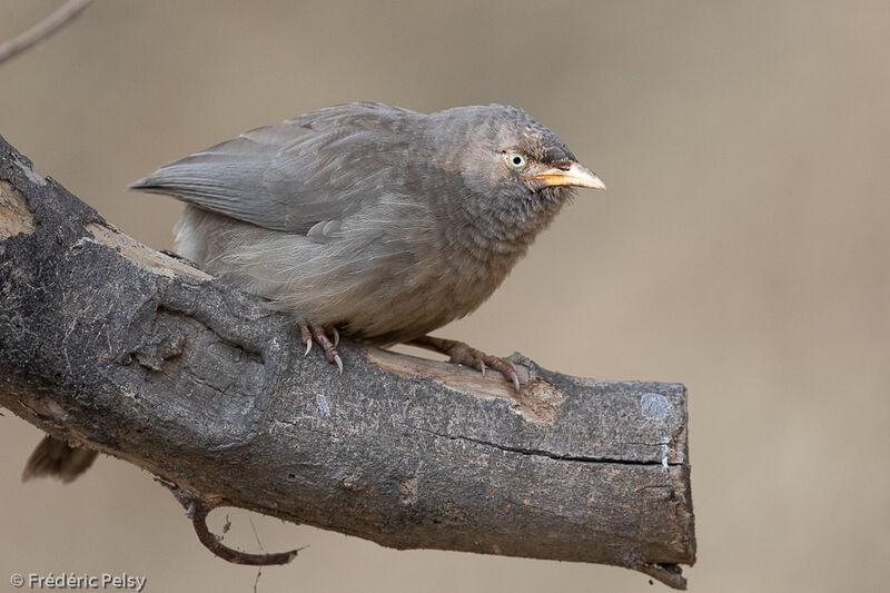 Jungle Babbler