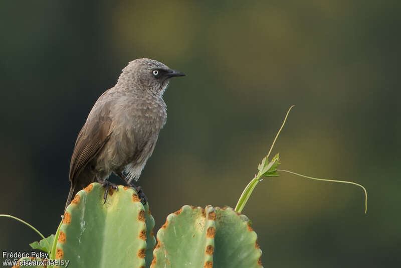 Black-lored Babbleradult, Behaviour