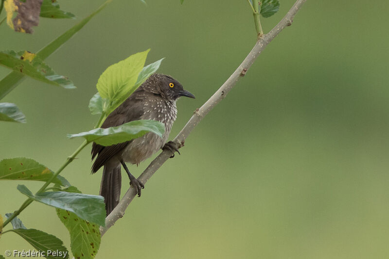 Arrow-marked Babbler