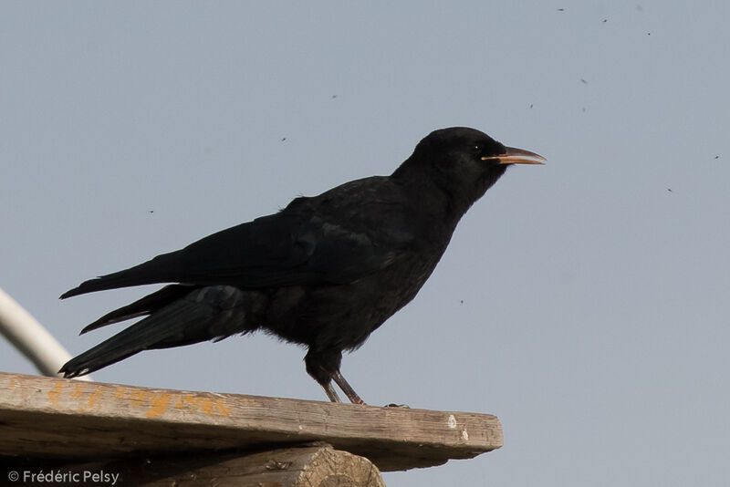 Red-billed Choughjuvenile