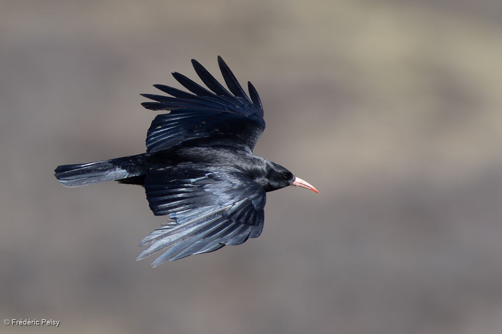 Red-billed Chough