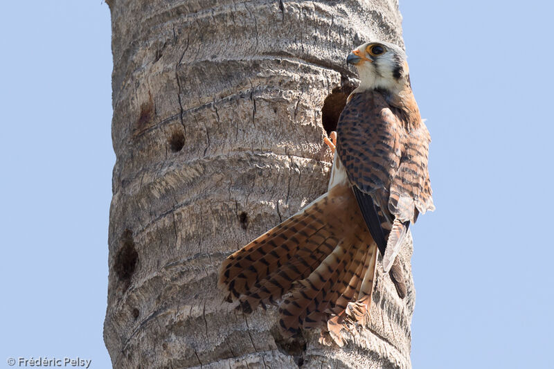 American Kestrel female adult